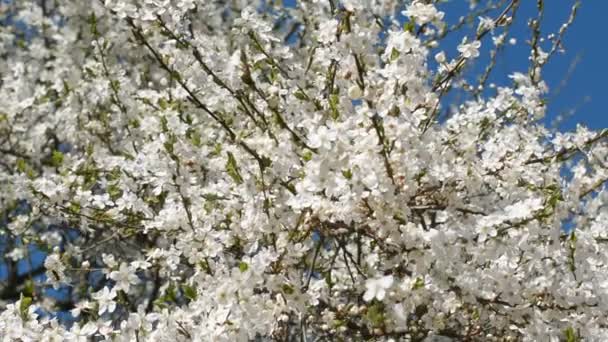La beauté de la nature : fleur de pomme printanière en plein fond de fleur 