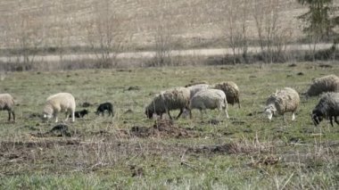 Baharın arka planında otların üzerinde koyunlar
