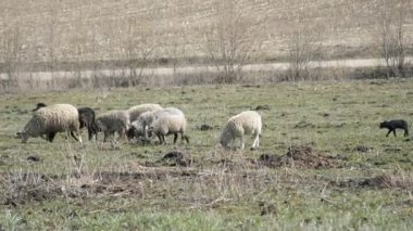 Baharın arka planında otların üzerinde koyunlar