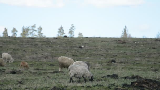Ovejas en el prado en la hierba en el paisaje de primavera — Vídeos de Stock
