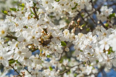 Elma çiçekleri bahar zamanı, güzel bahar arkaplanı
