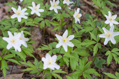Ormanlar bahar çiçeklerinin süslendiği çiçekli şakayık bahar zamanı arka planında