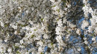 elma beyaz çiçek ağacı