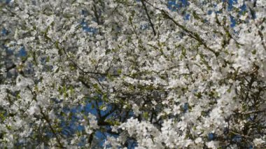 Güzel doğa bahar arkaplanı kavramı