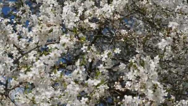 Albero di fiori di mele — Video Stock