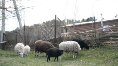 Belarus köyündeki bir çayırda koyun.