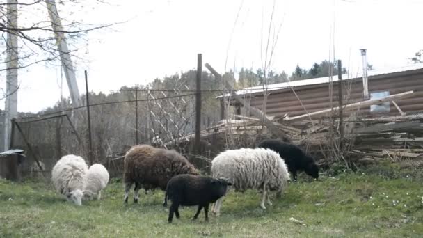 Овцы на лугу в белорусской деревне — стоковое видео