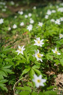 İlkbaharda çiçek açan odun şakayığı Nemorosa, dikey çekim, bahar zamanı.