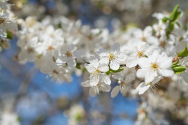 Güzel elma ağacı baharda çiçek açar.