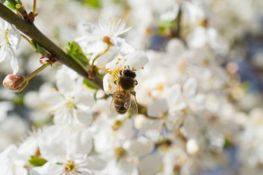 Bahar mevsiminde parlak ve yumuşak beyaz elma çiçeği