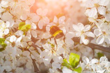 Güzel elma ağacı baharda çiçek açar.