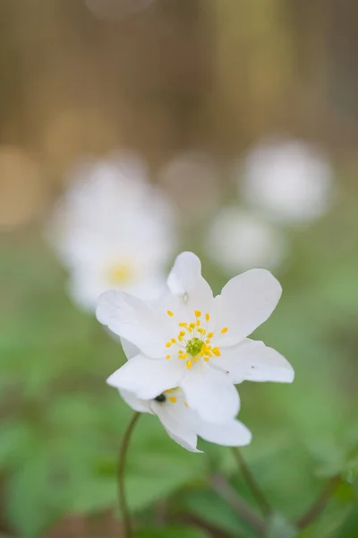 Mise Point Sélective Verticale Une Fleur Anémone Blanche Dans Jardin — Photo