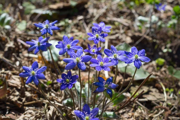 Azul Flores Primavera Fundo Floresta — Fotografia de Stock