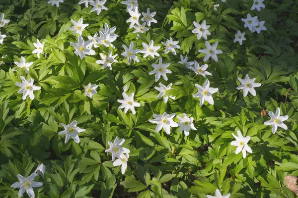 Flores Anêmona Selvagem Paisagem Primavera — Fotografia de Stock