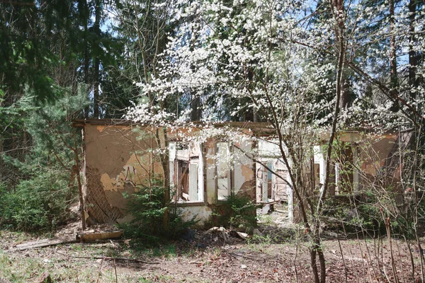 Die Ruinen Eines Verlassenen Und Baufälligen Gebäudes Wald — Stockfoto