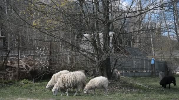 Un pequeño rebaño de ovejas se planta en un prado verde en la primavera en un pueblo ruso — Vídeo de stock