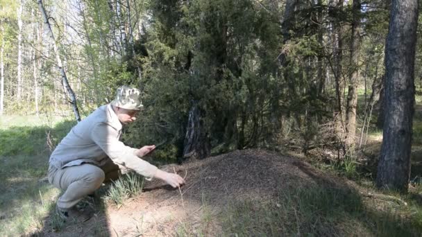 Wetenschapper entomoloog bestudeert mieren in een dennenbos — Stockvideo