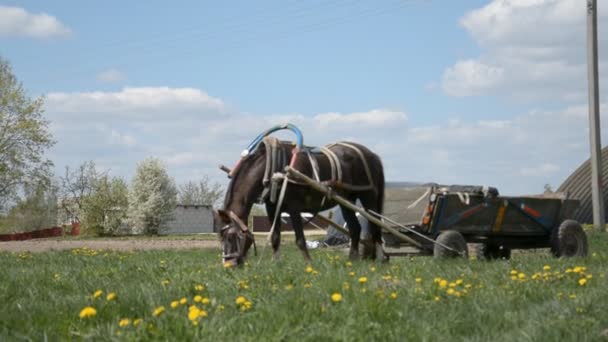 Ένα άλογο με ένα κάρο που τρώει πράσινο γρασίδι σε ένα χωριό της Λευκορωσίας — Αρχείο Βίντεο