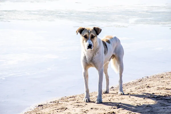 Dog at sea, old dog at the beach.