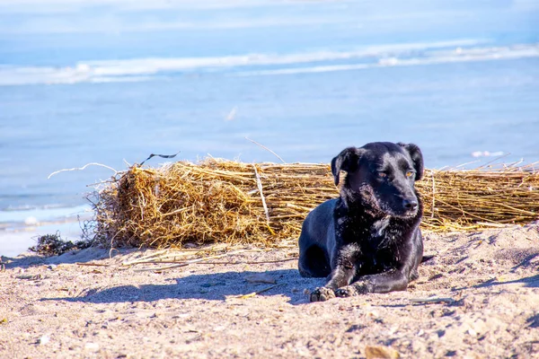 Σκύλος Στη Θάλασσα Γέρικο Σκυλί Στην Παραλία — Φωτογραφία Αρχείου