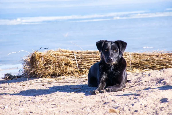 Dog at sea, old dog at the beach.