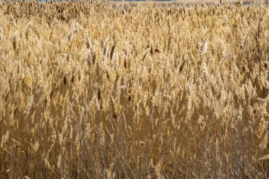 Arkaplan için acele, metin için yer ile hızlı arkaplan.