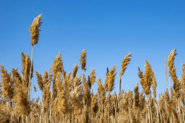 Bulrush För Bakgrund Bulrush Bakgrund Med Plats För Text — Stockfoto