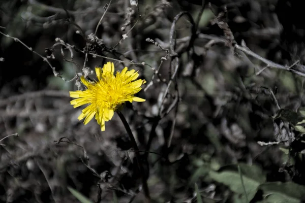 Young Dandelion Dark Background Yellow Dandelion — Stock Photo, Image