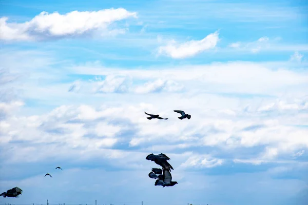 Vögel Fliegen Himmel Ein Schwarm Tauben Schwebt Himmel — Stockfoto