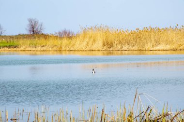 Yaban ördeği gölette yüzer.