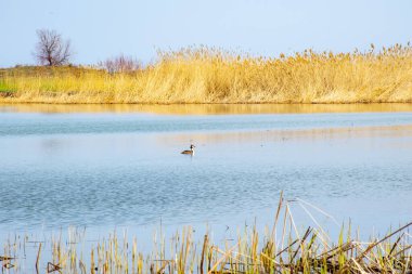 Yaban ördeği gölette yüzer.