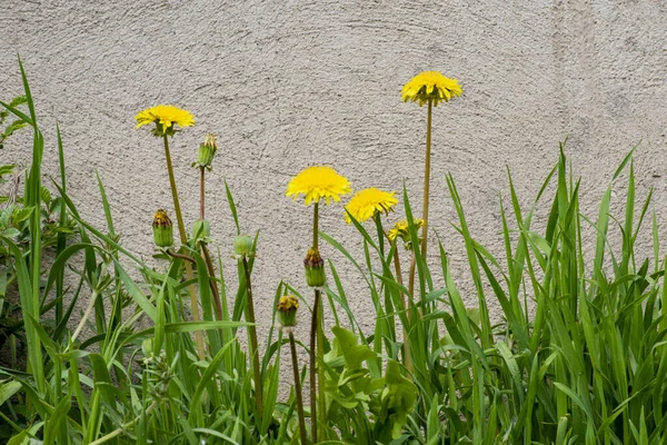 Yellow Dandelions Stone Wall Background — Stock Photo, Image