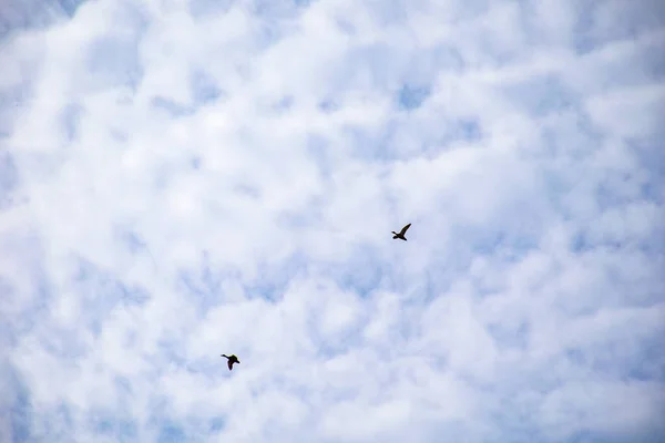 A flock of wild ducks flying through the sky. — Stock Image Flock Wild Ducks Flying Sky Stock Picture