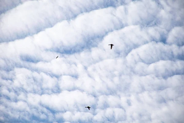 A flock of wild ducks flying through the sky. — Stock Image Flock Wild Ducks Flying Sky Stock Photo