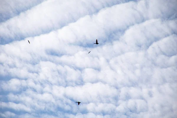 A flock of wild ducks flying through the sky. — Stock Image Flock Wild Ducks Flying Sky Royalty Free Stock Photos