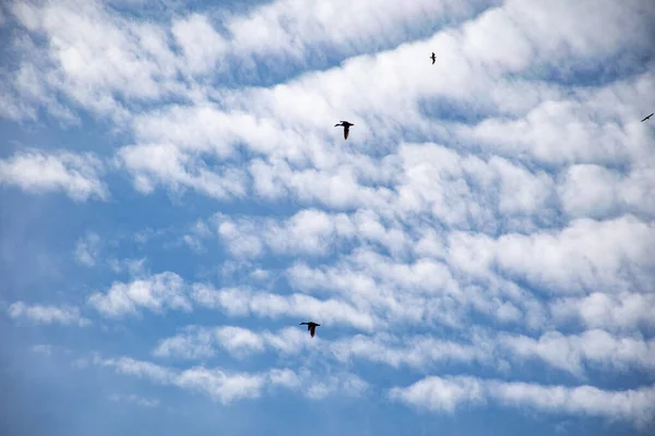 A flock of wild ducks flying through the sky. — Stock Image Flock Wild Ducks Flying Sky Stock Photo