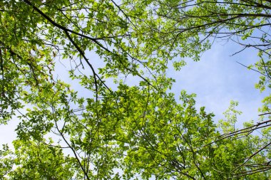 Yeşil yapraklı ağaç dallarının arka planı.