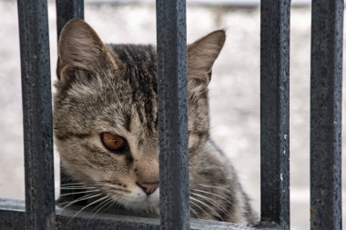 Kedi parmaklıklar ardında, konsept yasaktır..