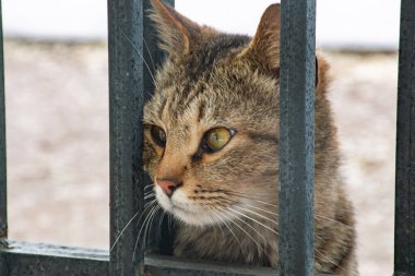 Kedi parmaklıklar ardında, konsept yasaktır..