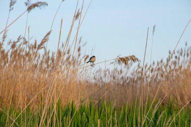 Küçük bir kuş sazlıkların arka planında bir dal üzerinde oturur..