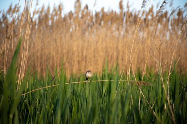 Küçük bir kuş sazlıkların arka planında bir dal üzerinde oturur..