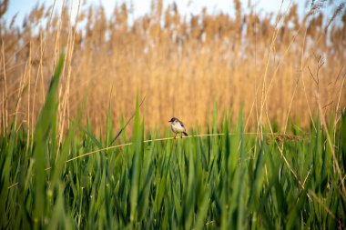 Küçük bir kuş sazlıkların arka planında bir dal üzerinde oturur..