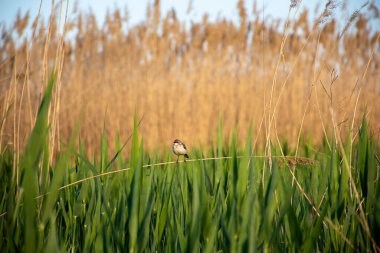 Küçük bir kuş sazlıkların arka planında bir dal üzerinde oturur..