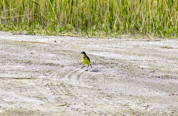 Een Kleine Vogel Zoek Naar Voedsel Grond Een Vogel Staat — Stockfoto