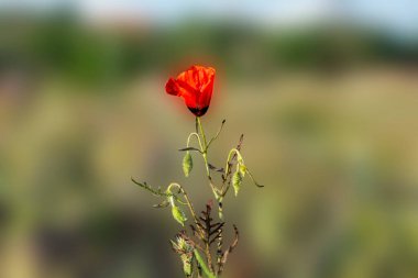 Tarlada tek başına büyüyen gelinciğin yakın çekimi..