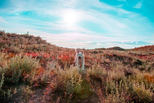 Λαϊκά Διασχίζουν Χωράφι Ήλιος Πίσω Από Σκυλί — Φωτογραφία Αρχείου