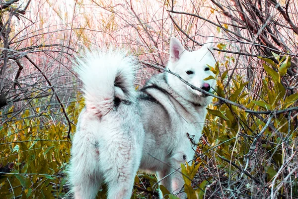 Husky Vista Parte Trás Cão — Fotografia de Stock