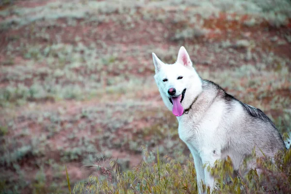Σιβηρίας Husky Ένα Σκυλί Ένα Φόντο Της Φύσης — Φωτογραφία Αρχείου
