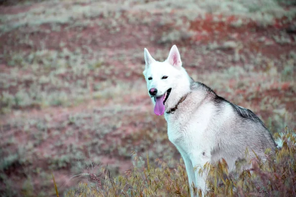 Sibirya Husky Doğanın Arka Planında Bir Köpek — Stok fotoğraf