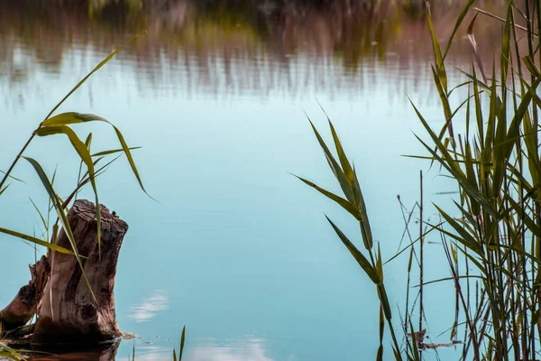 Bakgrund Liten Sjö Lugnt Vatten Med Stubbe — Stockfoto